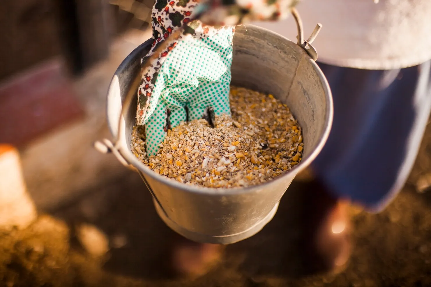 A person hand holding bucket with fodder<br />